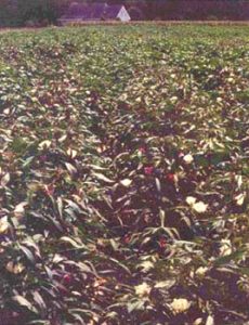 FiberMax Okra Leaf Varieties Perform in South Texas