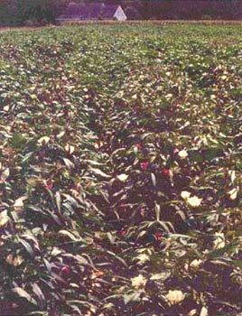 FiberMax Okra Leaf Varieties Perform in South Texas