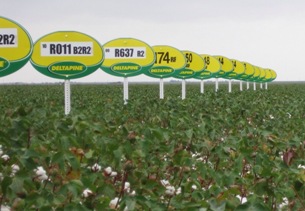 Deltapine Relies on Grower Input