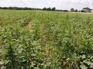 Palmer amaranth covers cotton field