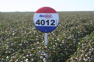 Americot: Gaining Ground
