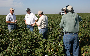 Texas Cotton Crop in Better Shape Than Last Year