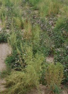 Palmer amaranth