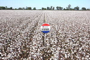 AM 1550 B2RF Excels in Fields, Trials