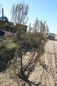 Palmer amaranth