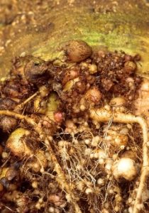 Root-knot nematode damage