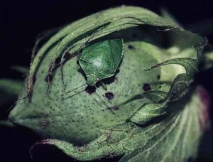 Stink Bug