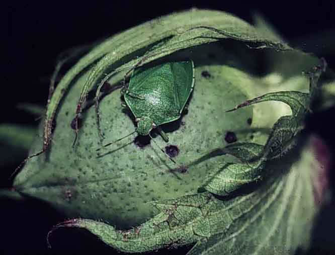 Helena Adds Tempest Dual-Action Insecticide