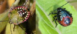 Stink Bugs