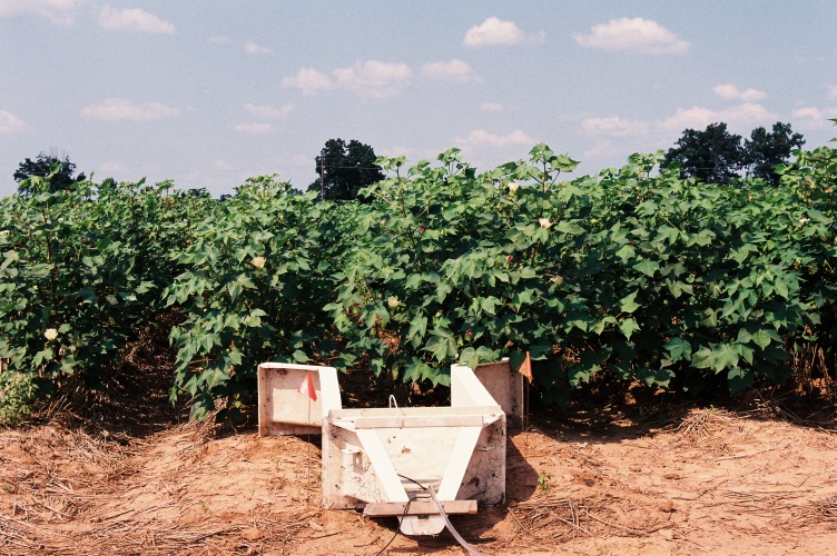 Economics Favor Planting Cotton Behind Wheat