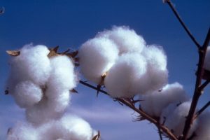 Cotton