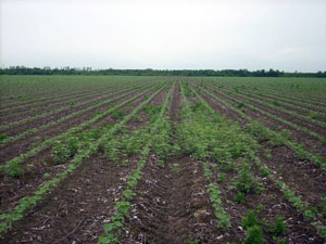 Cheminova Launches Statement Herbicide for Cotton and Soybeans
