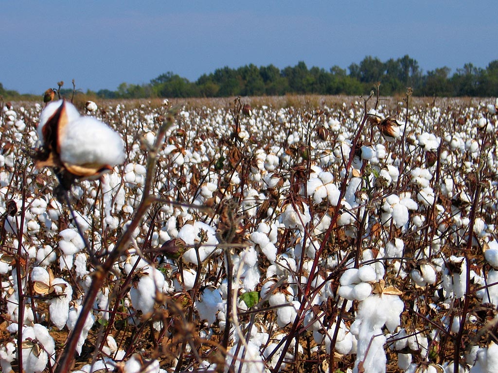 Ruark, Hopkins, and Sikes Reappointed to Georgia Cotton Commission Board