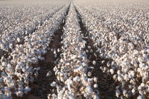 Cotton field