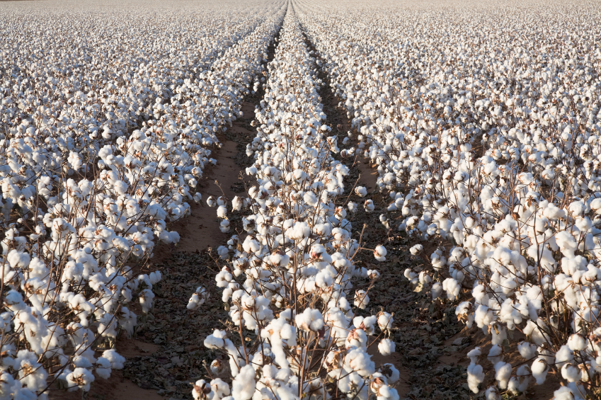 NCC Projects 11 Million U.S. Cotton Acres in 2017
