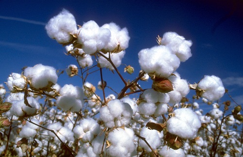 Cotton Projections Up in New USDA Supply and Demand Estimates Report