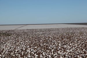 Brazilian Cotton Field