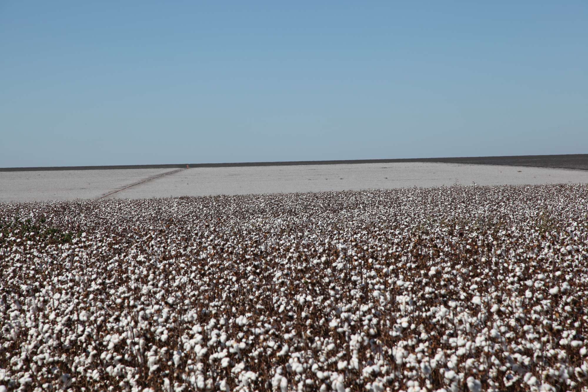 Projects Focus on Pest Control and Sustainability