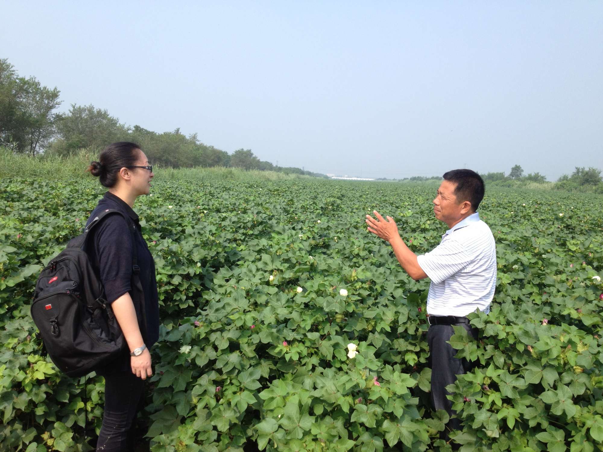 China Cotton Industry to Emphasize Quality Over Quantity
