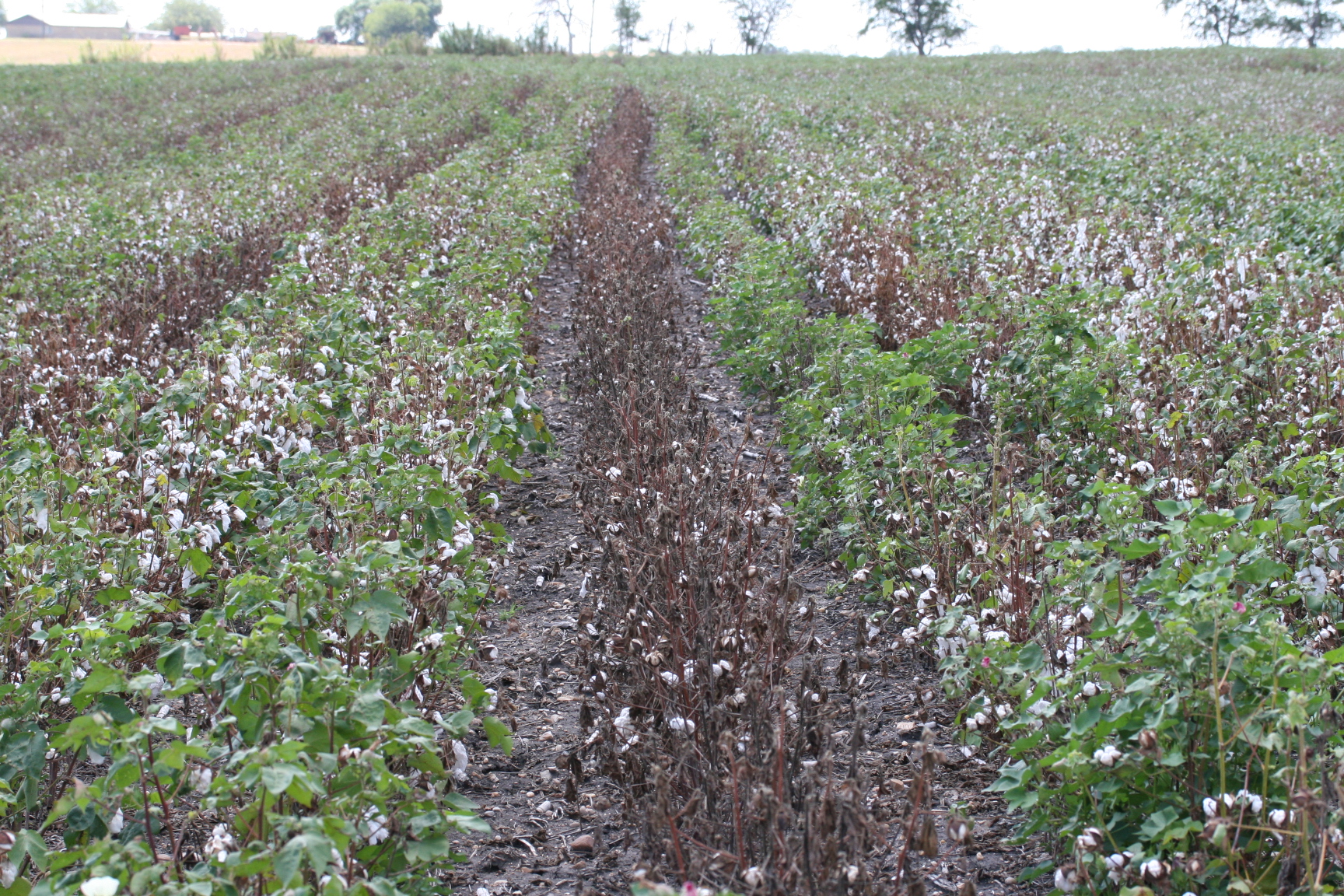 Eliminating Cotton Root Rot Could Save $20 Million