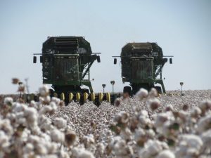 Billings Harvest shot