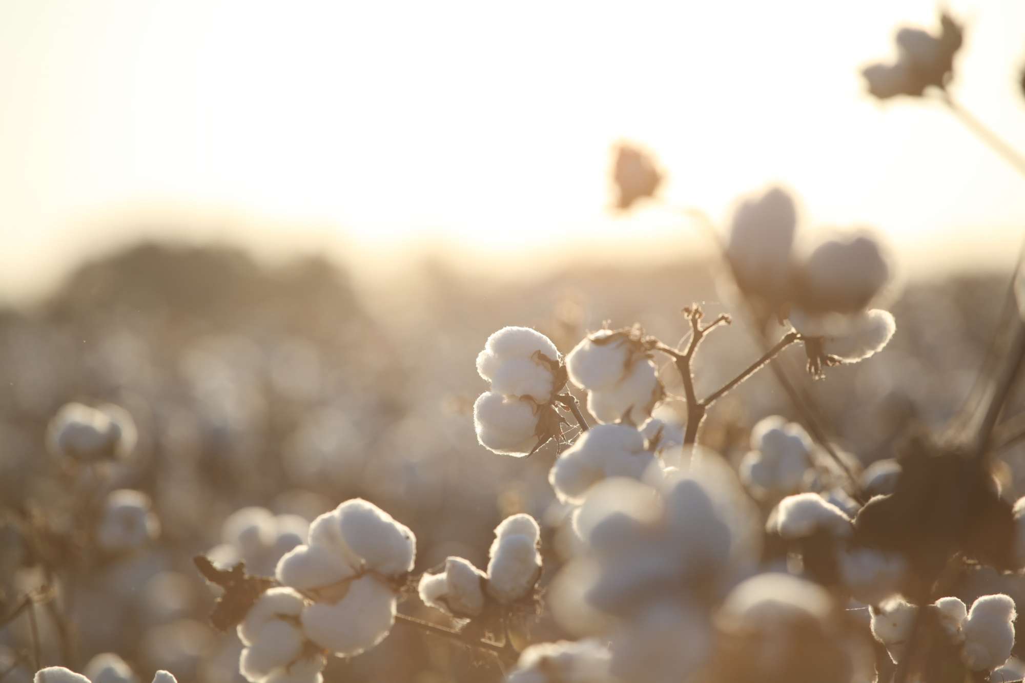 Three Named to Cotton Research and Promotion Hall of Fame