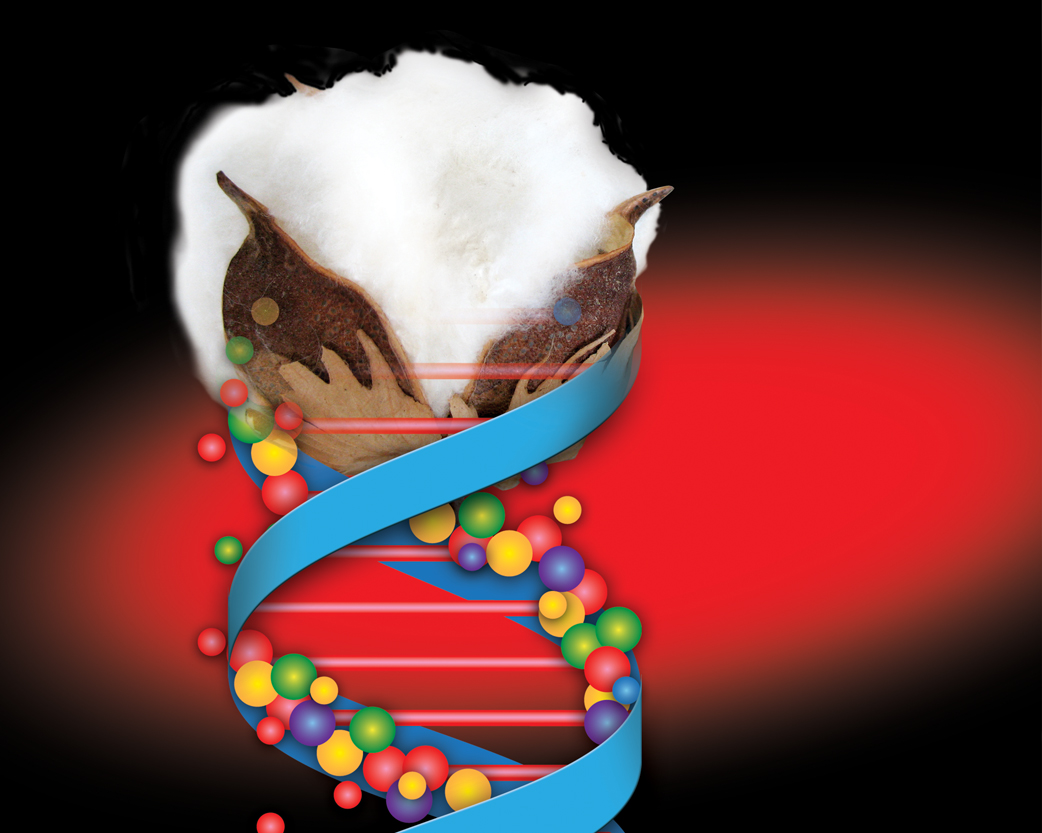 Cracking the Code for Enhanced Cotton Genetics