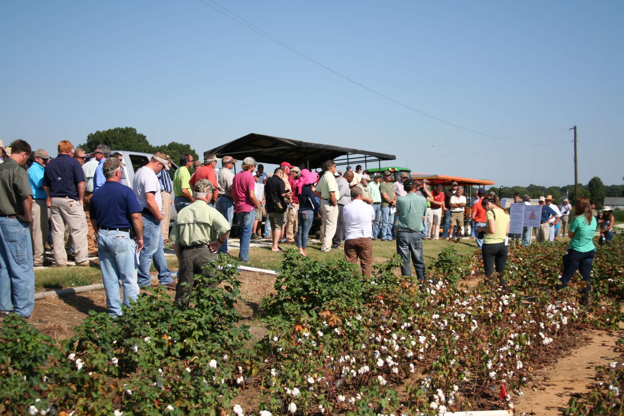 Examining the Best Cover Crops for Weed Control