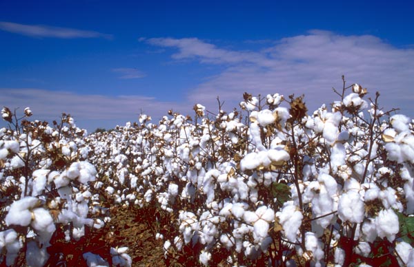 ASABE Seeks Cotton Expertise to Establish New Cotton Standard
