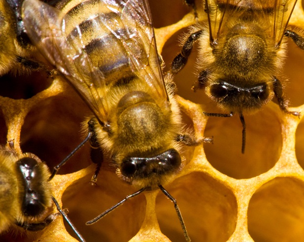 Webcast Offers Tips to Minimize Pest Management Impact on Bees