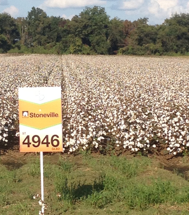 Mid-South Growers Take Top Prizes in Bayer CropScience 2013 Cotton Belt Challenge