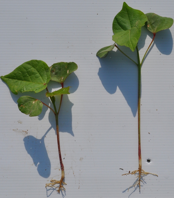 EPA Approves Arcus ST Seed Treatment for Cotton Seedling Development