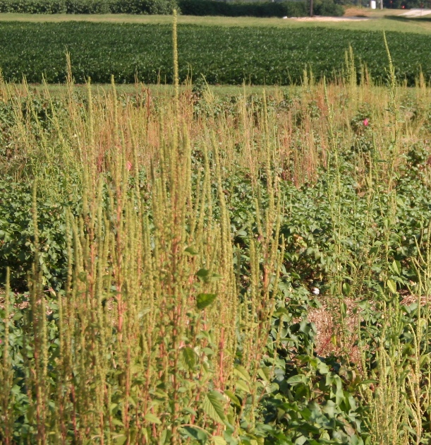 Clarifying Arkansas Dicamba Regulations