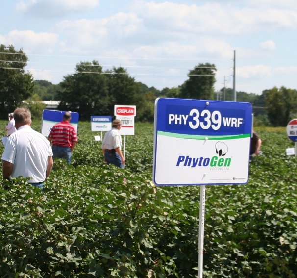 Five Keys to Higher Cotton Yields