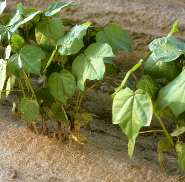 USDA – Crop Condition Remains Positive as Fruiting Progresses
