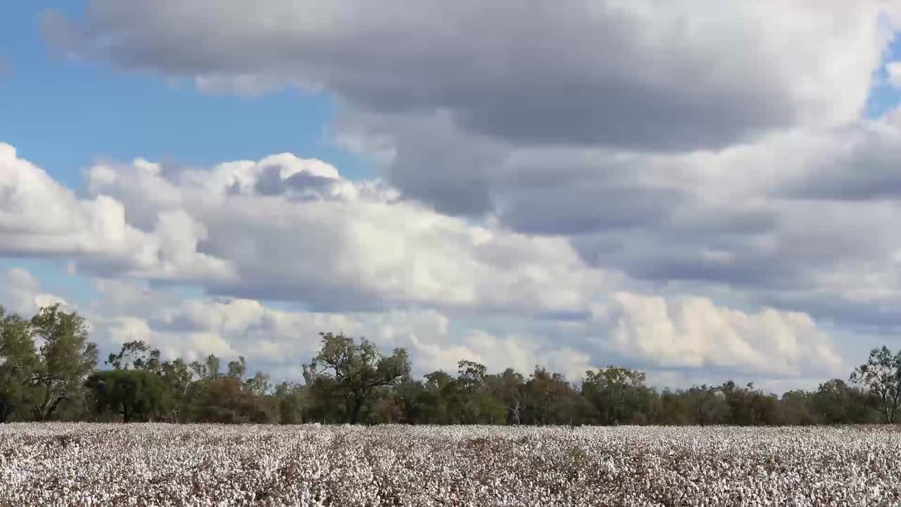 Cotton Market Nears Bottom of Trading Range…But For How Long?