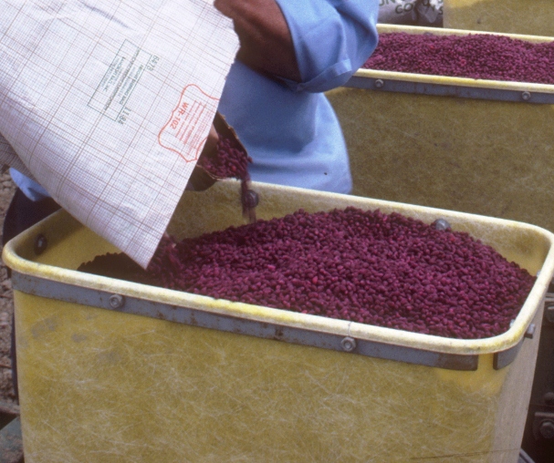 Webcast Focuses on Value of Cotton Variety Selection
