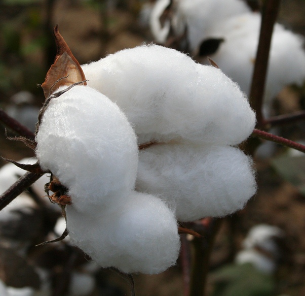 Survey Points to Moderate Acreage Gains for Cotton in 2016
