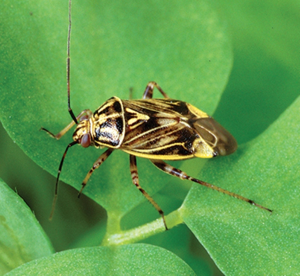 Don’t Sacrifice Profitability for Savings in Insect Management