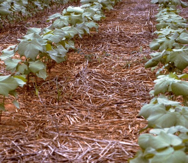 USDA Crop Progress: More Squares, First Bolls, Positive Conditions