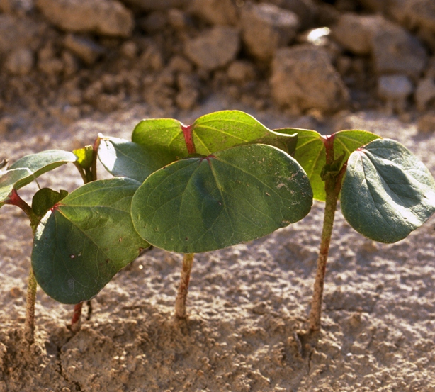 Considering Soil Health
