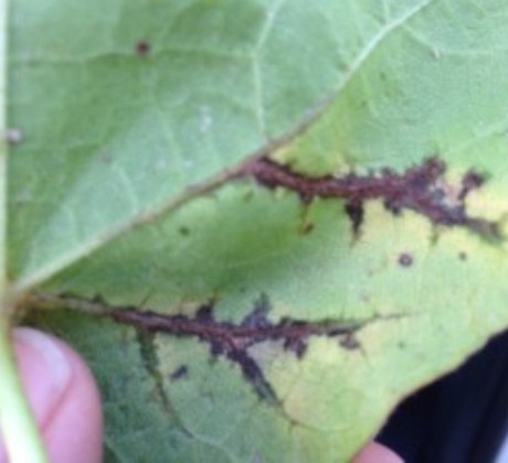 Watch for Bacterial Blight in Cotton