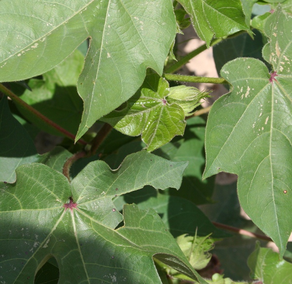 Crop Progress Notes from August 5