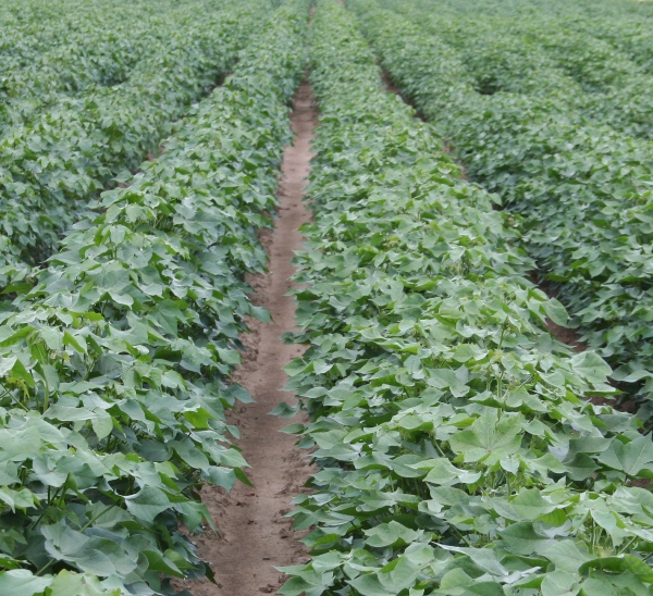 Georgia Cotton Enterprise Budgets for 2015 Available Online
