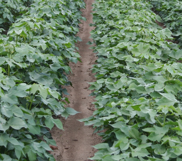 P.I.E. Tour Brings Mid-South Cotton Producers to the Carolinas