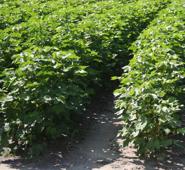 Overall Cotton Crop Condition Well Ahead of 2013 Ratings