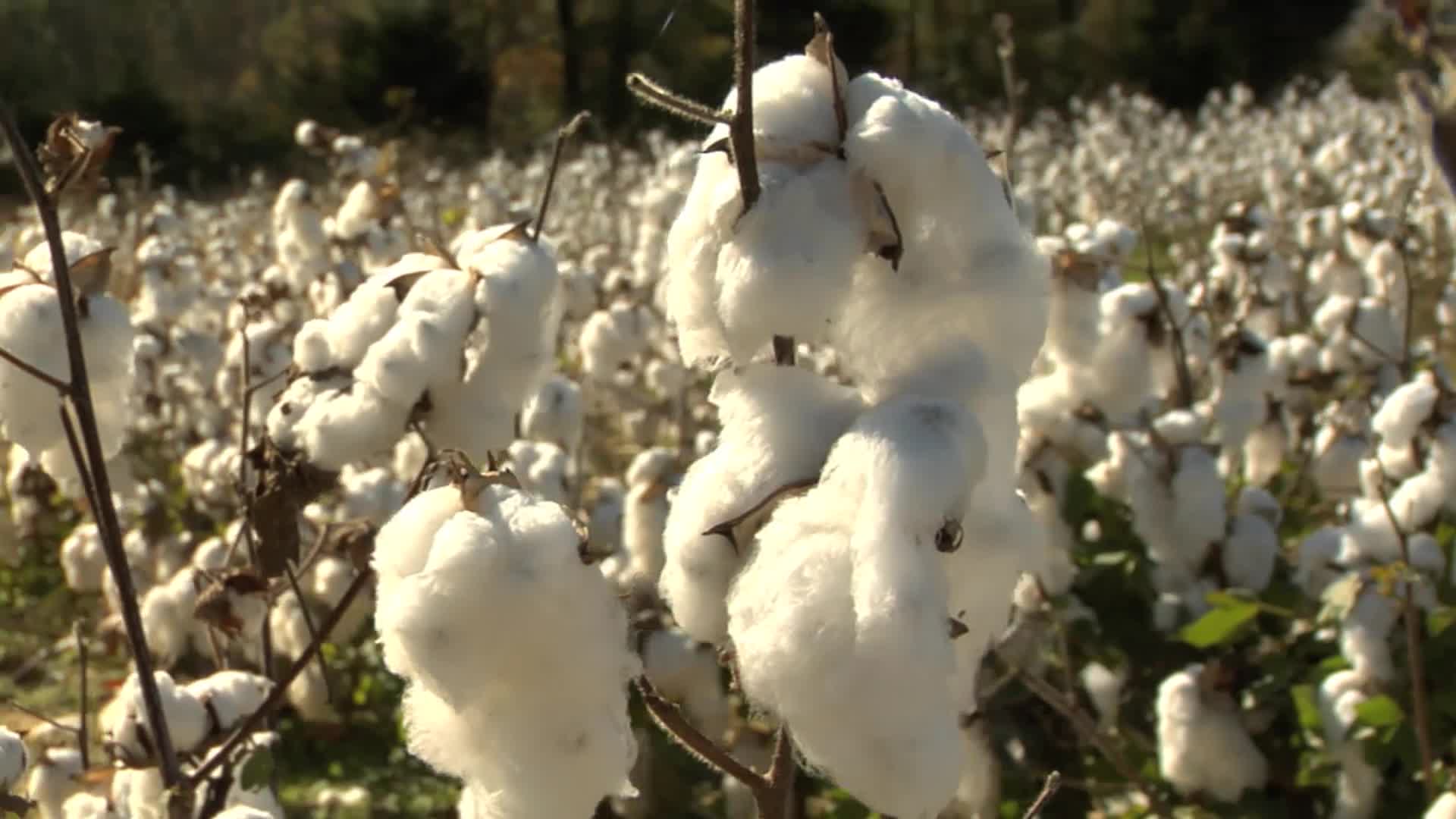 Fiber in Cotton LEADS Program Certified 100 Percent Bio-Based by USDA