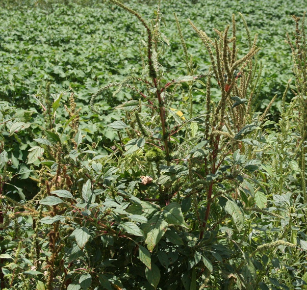 EPA Sets Revised In-Crop Dicamba Guidelines