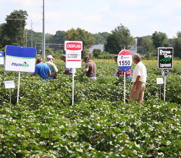 Deltapine Top Brand, PHY 499 WRF Top Cotton Variety for 2014