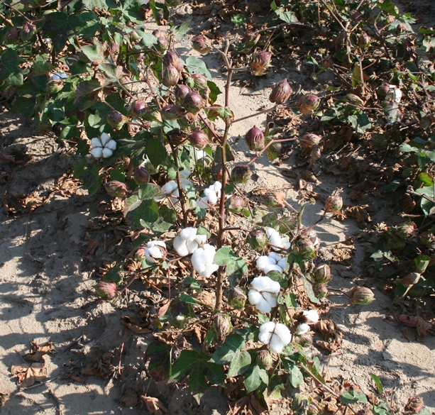 Updated Mid-South Defoliation Guide Now Available Online